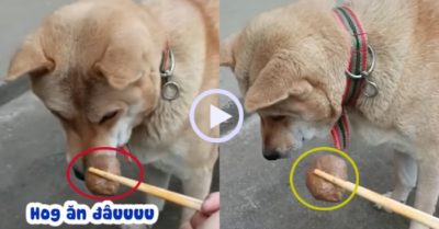 Video: Cười sảng với chú chó xin ăn cũng phải có nguyên tắc