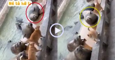 Video: Phì cười với cách hải cẩu ra tín hiệu đói bụng