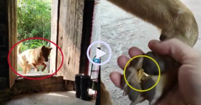 Video: Gia chủ ngỡ ngàng khi chó mang vàng về nhà