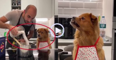 Video: Chú chó dùng ánh mắt phán xét với ông chủ hậu đậu
