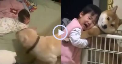 Video: Những chú chó biết trông trẻ khéo đến khó tin