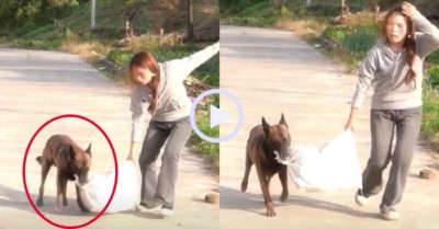 Video: Chú chó phụ giúp cô chủ khiêng đồ