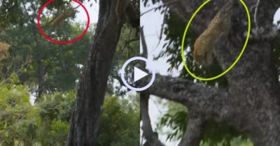 Video: Báo hoa mai nhảy từ cây cao 9 m để săn hươu
