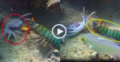 Video: Cú đấm tử thần của tôm bọ ngựa khiến cua bất tỉnh