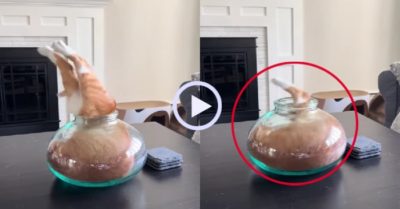 Video: “Mèo không lối thoát” trong bình thủy tinh