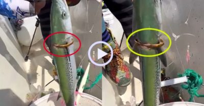 Video: May mắn câu được cá ‘đeo’ vòng vàng