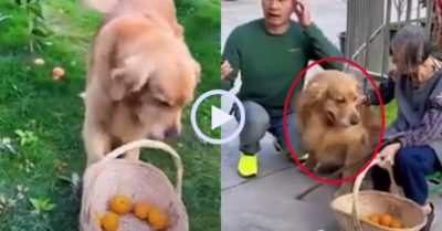 Video: Gâu đần hiểu chuyện biết ra vườn hái trái cây mời bà ăn