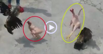 Video: Gà trống ‘khỏa thân’ đánh nhau với đối thủ