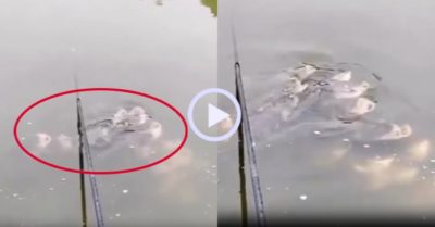 Video: Đàn cá lượn lờ trêu ngươi cần thủ