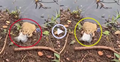 Video: Ếch cưng bắt cá trong ao tặng chủ nhân