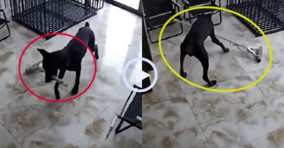 Video: Cười sảng với chú chó lau nhà giúp gia chủ