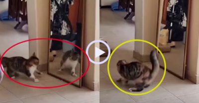 Video: Mèo cưng đánh nhau với bóng mình trong gương