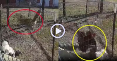 Video: Gà trống xông ra tấn công diều hâu giải cứu gà mái