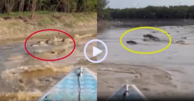 Video: Chạy thuyền máy vui đùa giữa hàng trăm cá sấu