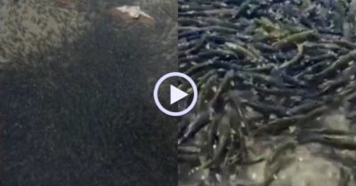 Video: Sông biến thành màu đen vì hàng nghìn con cá chép ‘về nhà’