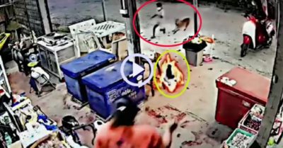 Video: Mèo cưng lao ra cứu cô chủ thoát khỏi con chó hung dữ