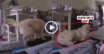 Video: Chú chó gâu đần bực bội khi sen để đồ bừa bộn