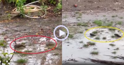 Video: Đàn cá rô trở về nhà sau cơn bão