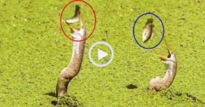 Video: Cá kháng cự quyết liệt thoát khỏi miệng chim