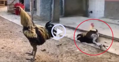 Video: Gà trống suýt ngất xỉu sau khi gáy cả tràng dài
