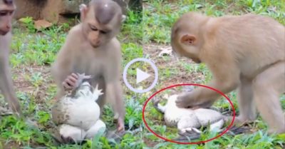 Video: Ếch nằm im chịu trận vì bị khỉ đè ngửa bắt rận