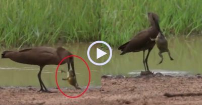 Video: Ếch yêu tinh đánh bại chim khổng lồ