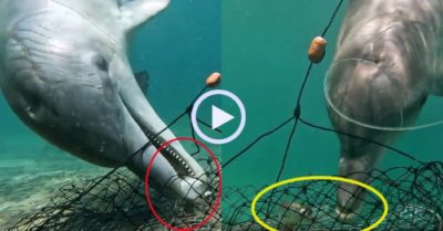 Video: Cá heo trộm mồi bắt cua của ngư dân