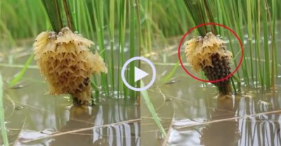 Video: Cà cuống nhảy xuống nước khi vừa nở