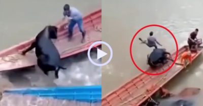Video: Bò nhảy lên thuyền đuổi nam thanh niên