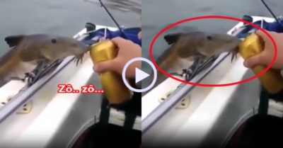 Video: Cá nhảy lên thuyền xin uống bia