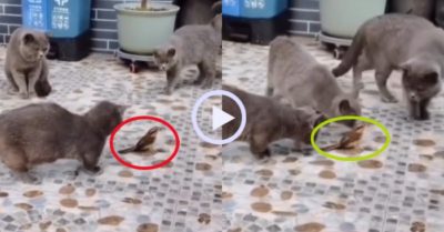 Video: Chim hóa đá khi bị đàn mèo xám bao vây