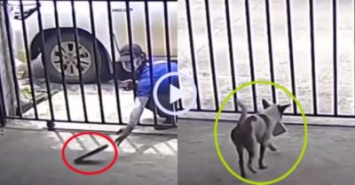 Video: Camera ghi cảnh cún trộm gói hàng, minh oan cho shipper