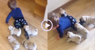 Video: 4 ‘vệ sĩ’ cún theo sát cậu chủ như hình với bóng