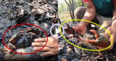 Video: Bắt cua biển khủng bằng tay không khi thủy triều rút