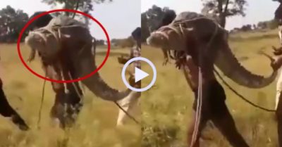Video: Thanh niên vác cá sấu thả lại sông