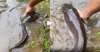 Video: Pet cá trê quấn quýt bên chủ khi ăn