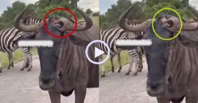 Video: Chim làm tổ trong sừng linh dương đầu bò