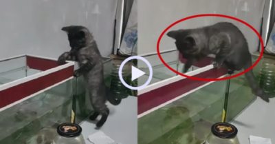 Video: Mèo cưng ngậm vợt vớt cá trong bể