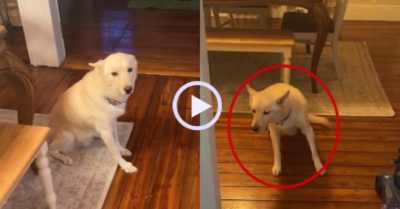 Video: Chú chó say ‘quắc cần câu’ vì uống trộm rượu