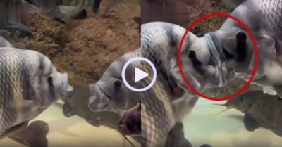 Video: Cặp đôi cá say sưa khóa môi