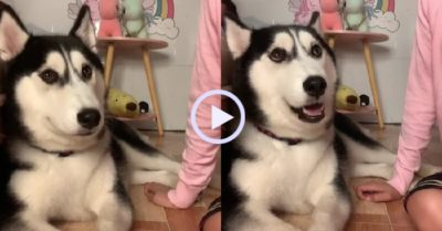 Video: Cô chủ ngỡ ngàng khi thấy husky biết nói