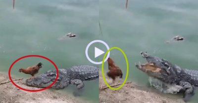 Video: Gà trống thoát chết khi bước qua đầu cá sấu