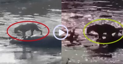 Video: Sư tử dùng ‘khinh công’ thoát khỏi 40 con cá sấu