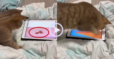 Video: Chú mèo bất lực khi bắt chuột Jerry