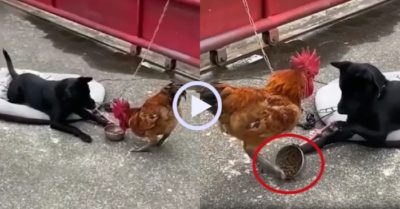 Video: Gà trống đành hanh cướp thức ăn chó cưng