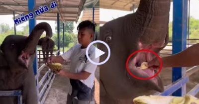 Video: Voi con năn nỉ xin miếng sầu riêng