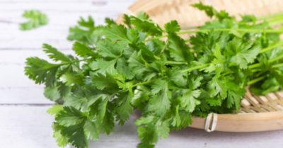 Những công dụng của rau mùi đối với sức khỏe không phải ai cũng biết
