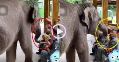 Video: Nhân viên sở thú đang ăn chuối thì bị chú voi con trấn lột
