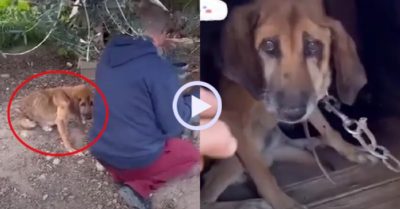 Video: Chú chó bị ngược đãi may mắn gặp được người tốt