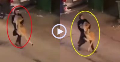 Video: Sư tử vùng vẫy không chịu về nhà